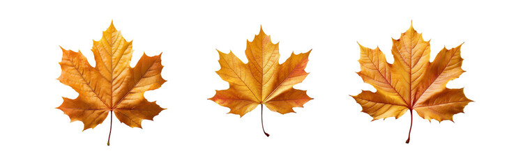 Obraz premium Three isolated, yellow-orange maple leaves with detailed veins set against a patterned background.