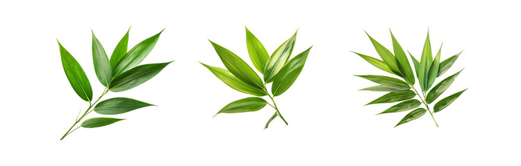 Isolated green leaves with a geometric background, created for digital use.