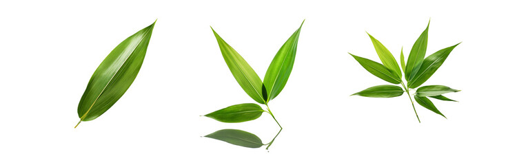 Three isolated green leaves arranged on a white background, with a fourth leaf reflecting on a surface.