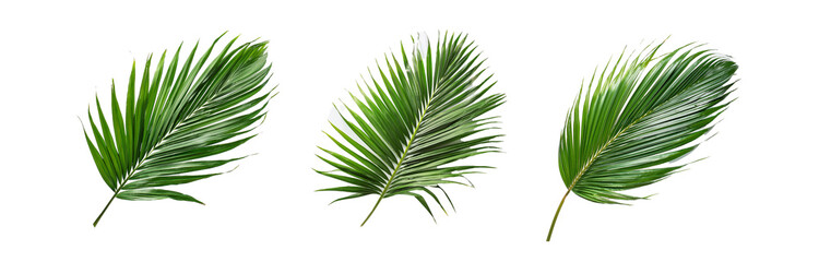 Obraz premium Three isolated green palm leaves on a white background.