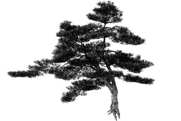 This artwork showcases a striking black pine tree silhouette, emphasizing its elegant branches and unique contours.