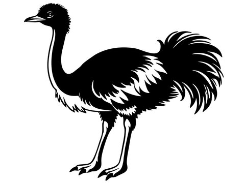 recommend clip art: ostrich isolated on white background