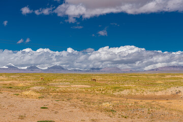 Obraz premium Panorama of the Tibetan antelopes on the fields of no mans land of Kunlun mountains and Hoh Xil