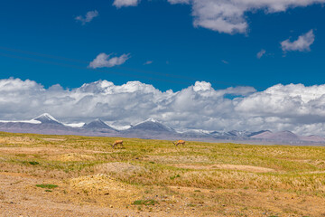 Fototapeta premium Tibetan antelopes eating the grass next to Snow-capped mountains scenery in Hoh Xil, China
