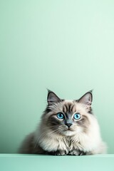 A fluffy gray Ragdoll cat with bright blue eyes, glowing against a pale mint green background, calm and relaxed