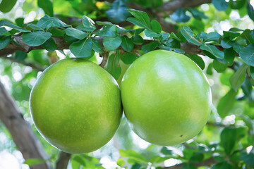 Closeup Calabash fruit tree, Crescentia cujete tree plant in the garden background