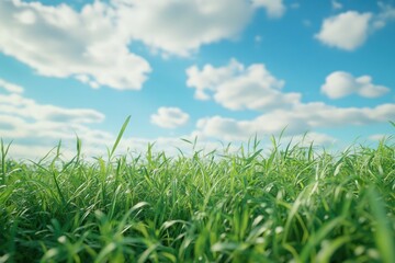 Obraz premium Lush Green Grass Under a Clear Blue Sky
