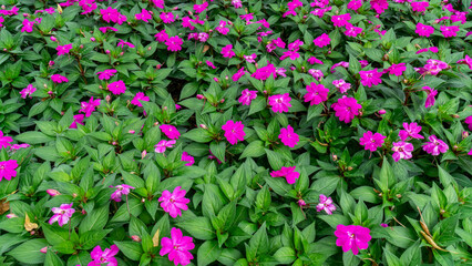 Pink new guinea impatiens flowers in the garden with green leaf background.