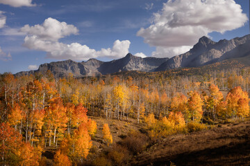 A forest of Aspen Tree leaves changing to a golden yellow and orange in a mountain setting during Autumn. 