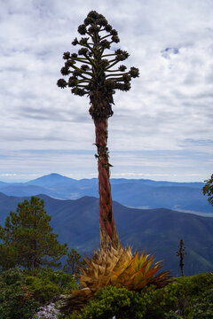 Maguey monta&ntilde;ero