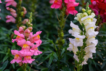 Antirrhinum majus dragon flower also known as Snap Dragons is blooming in the garden.