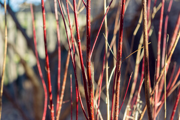 Red twig dogwood branches in winter