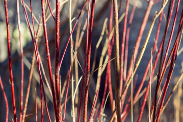 Red twig dogwood branches in winter