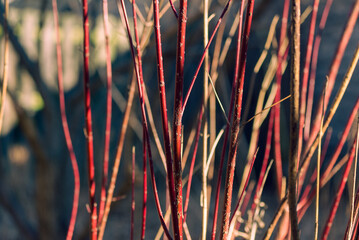 Red twig dogwood branches in winter