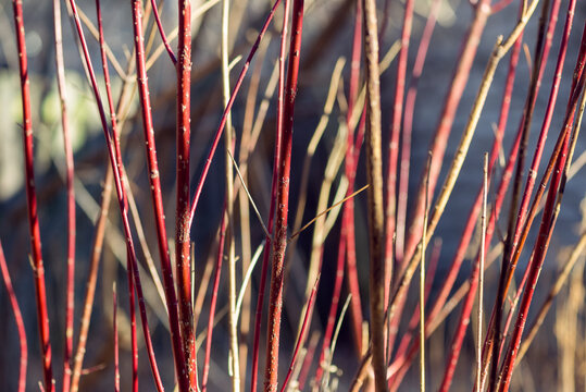 Red twig dogwood branches in winter