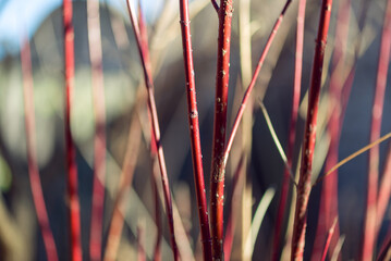 Red twig dogwood branches in winter
