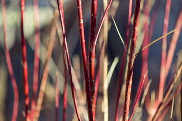 Red twig dogwood branches in winter