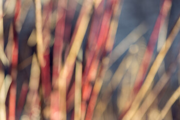 Blurred red twig dogwood branches in winter