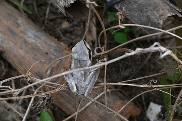 Stony creek frog. Its other names Ranoidea wilcoxii, eastern stony creek frog, tree frog and Wilcox frog. Indian flying frog. 