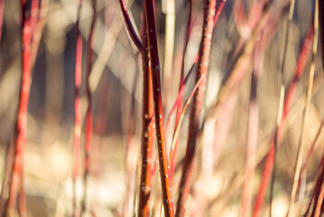 Red twig dogwood branches in winter
