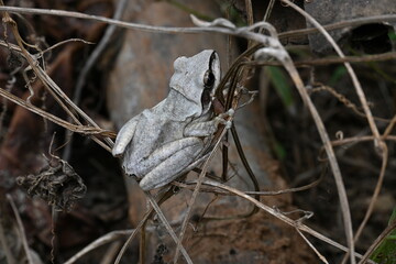 Stony creek frog. Its other names Ranoidea wilcoxii, eastern stony creek frog, tree frog and Wilcox frog. Indian flying frog. 