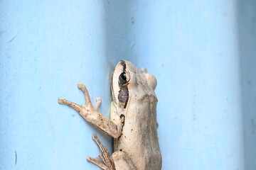 Stony creek frog. Its other names Ranoidea wilcoxii, eastern stony creek frog, tree frog and Wilcox frog. Indian flying frog. 