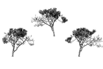Fototapeta premium Trio of artistic trees silhouetted against a bright white background in a serene and minimalist style
