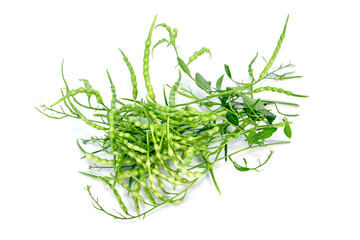 Closeup Rat Tailed Radish vegetable isolated on white background. Raphanus sativus Linn var. caudatus Alef plant