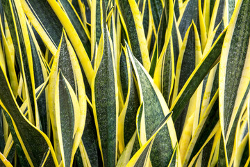 Snake plant or Large yellow sansevieriya trifasciata plants in the park