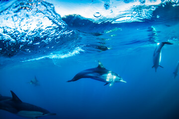 A graceful pod of common dolphins glides through the clear, blue waters off the coast of New South Wales, Australia, showcasing the harmony of ocean life.