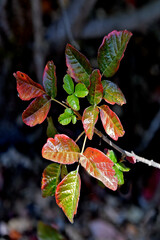 Poison oak changing to fall colors. The idiom 