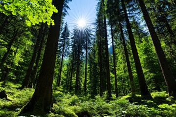 Obraz premium Natural landscapes of untouched forests with sunlight filtering through the trees, showcasing the beauty of nature