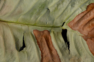 brown dry and torn leaf texture background. detail of the surface of a water guava leaf with holes