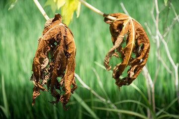 papaya leaves dry and wither in the field