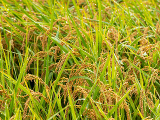 露に濡れた稲の穂