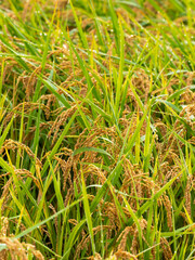 露に濡れた稲の穂