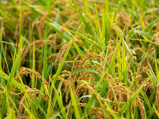 露に濡れた稲の穂