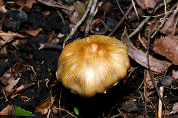 細い筋状模様の入るオオキヌハダトマヤタケのカサ（自然光＋ストロボ、マクロ接写）