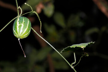 暗い森の中でツルに実る、まだ緑にしろ筋が入った若いカラスウリ（自然光+ストロボ・マクロ接写）
