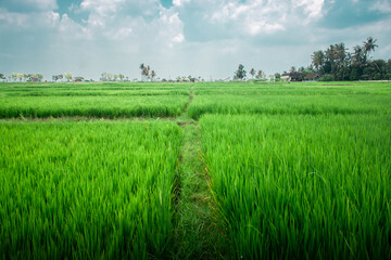 fertile rice fields with clear skies