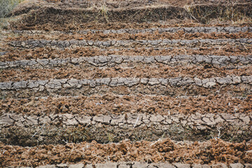 The texture of the garden soil is dry, resulting in cracks forming on the surface of the soil