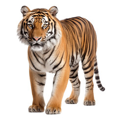 Fototapeta premium Bengal Tiger Walking Forward With Intense Gaze