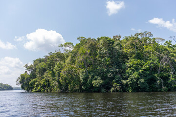 Pristine amazonian beauty: Untouched forest along a river in the Marajo archipelago