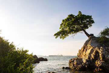 Lonely tree on samall island sea agians blue sky