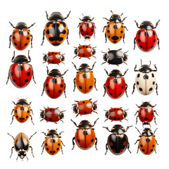 Fototapeta premium Collection Of Colorful Ladybugs With Various Patterns And Colors On A Transparent Background