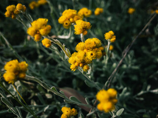 Yellow flowers in the garden