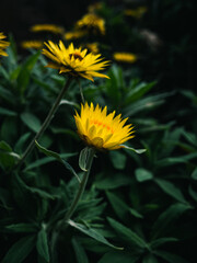 Yellow flower in the garden