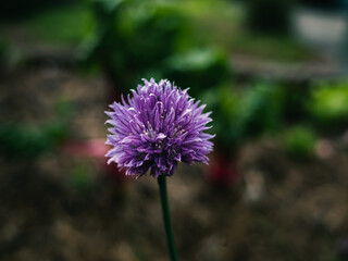 Purple flower in the garden