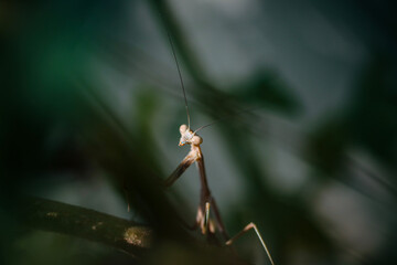 praying mantis on leaf
