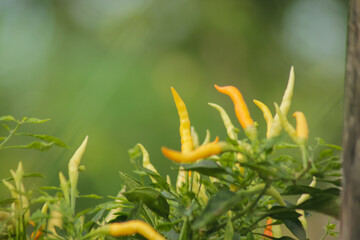 chili peppers on the chili farm